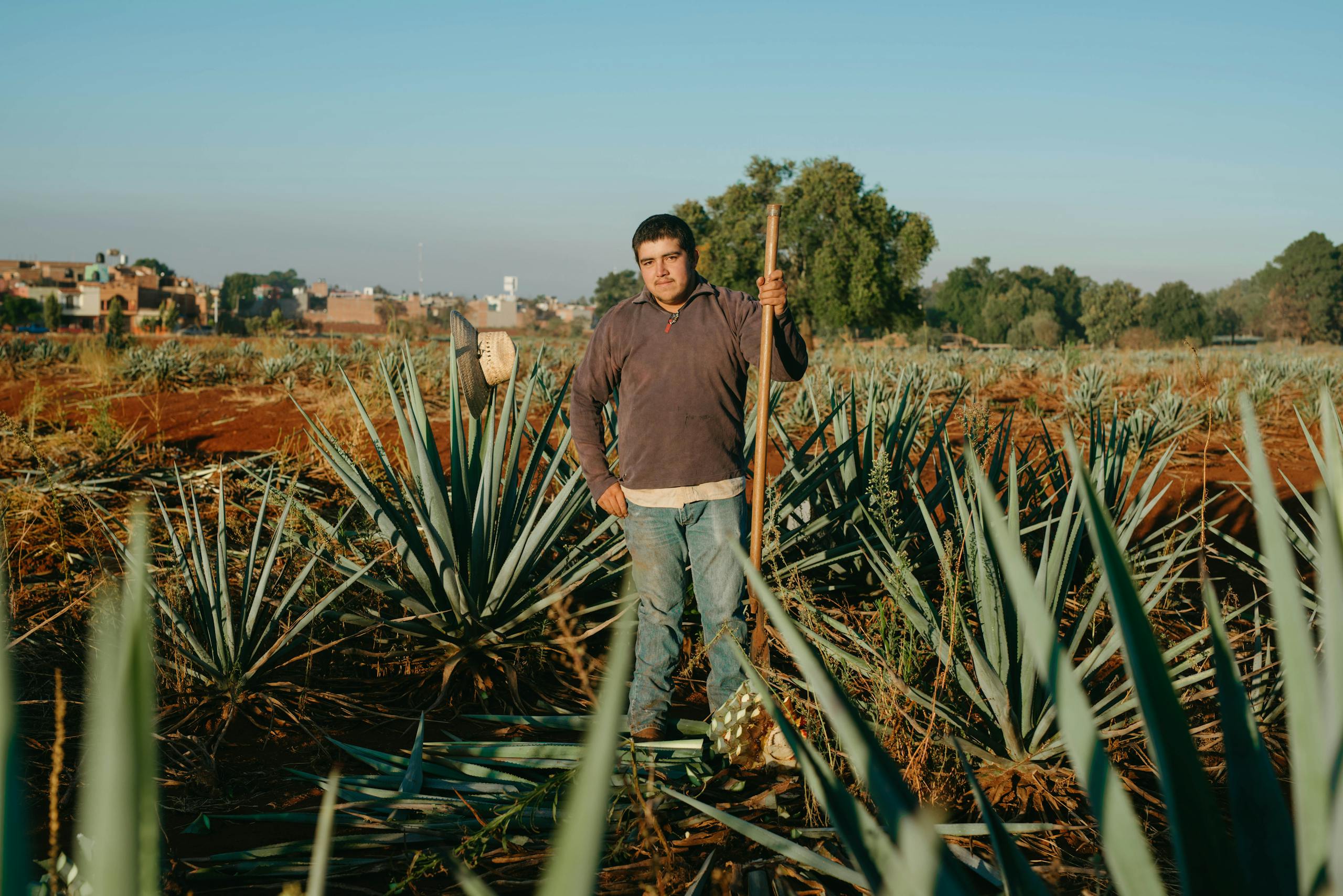 A Mexican farmer standing proudly in a vast agave field during sunrise, showcasing traditional farming.