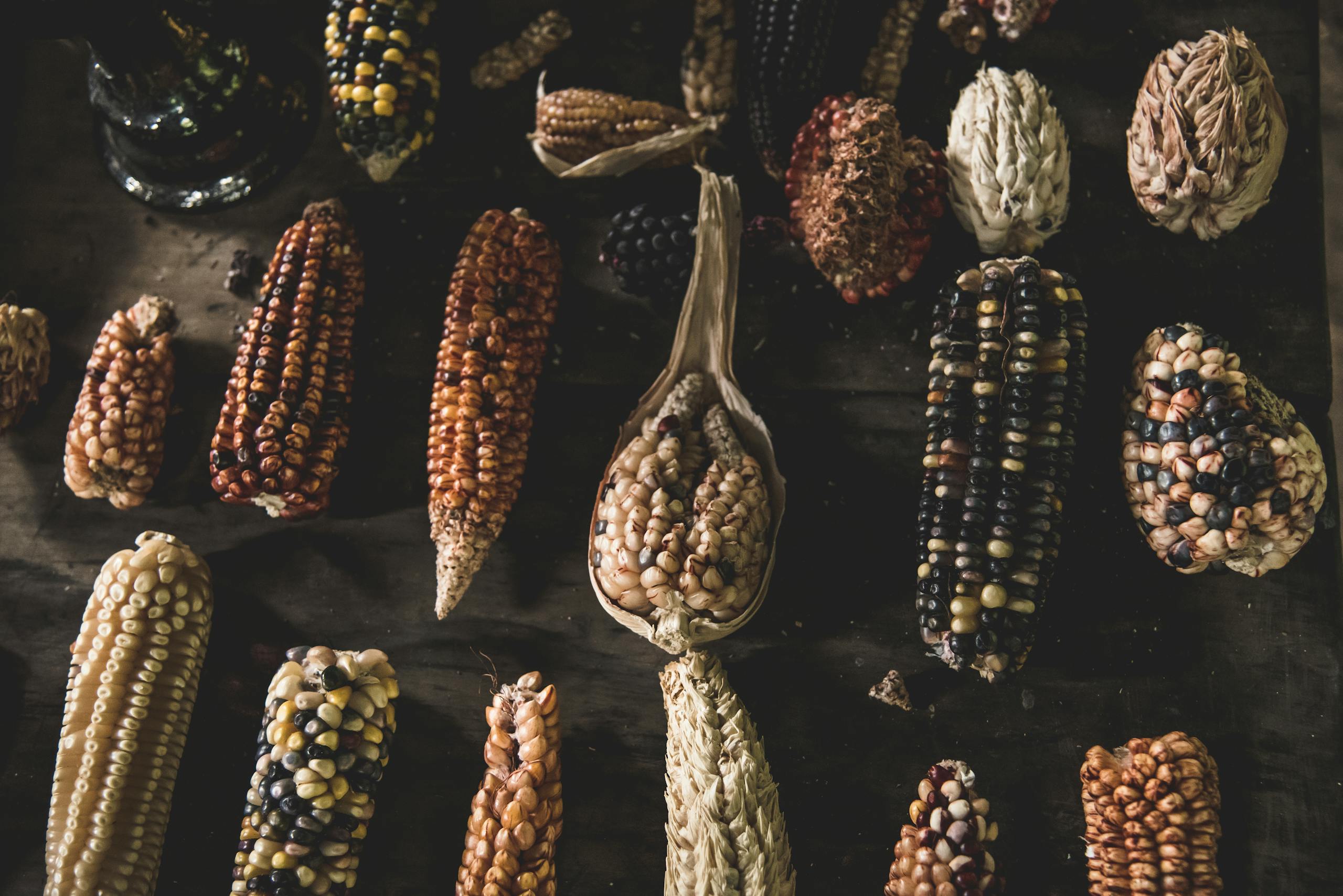 Assorted colorful corn varieties displayed on a rustic wooden table, showcasing diversity.