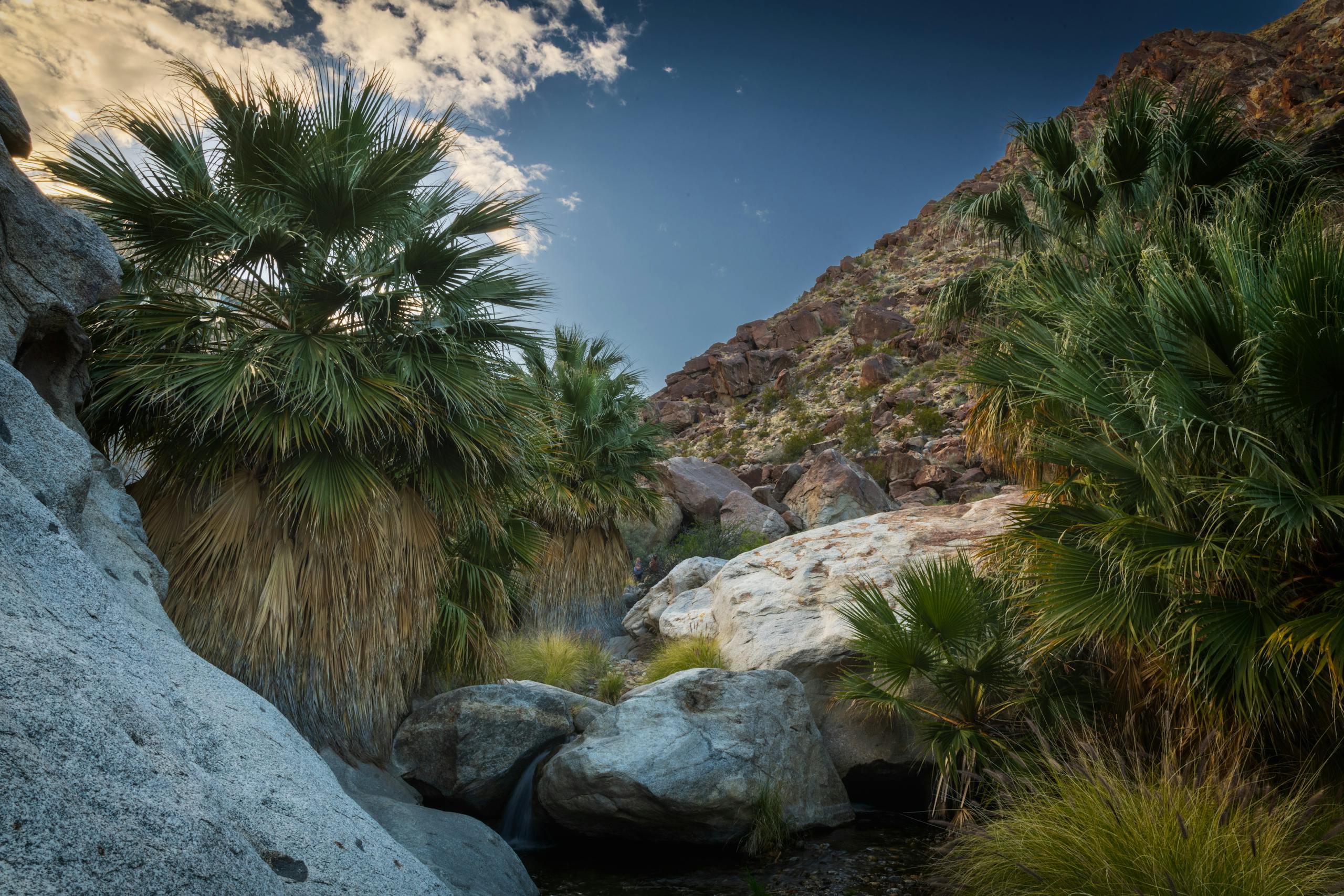 Serene desert oasis featuring lush palm trees, rugged rocks, and a tranquil atmosphere.